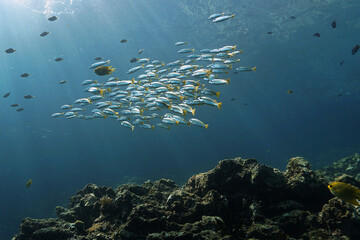 Fototapeta na wymiar Underwater photo of school of fish in the deep blue sea.