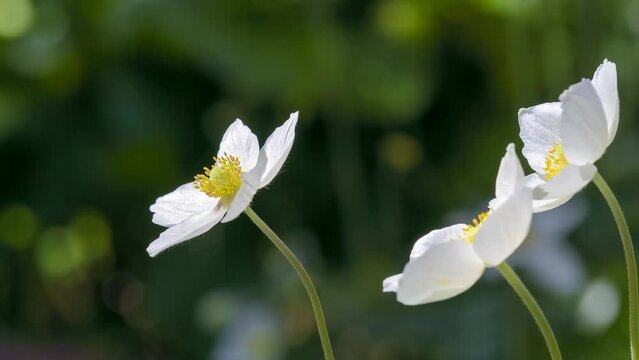 アネモネ･シルベストリスの花