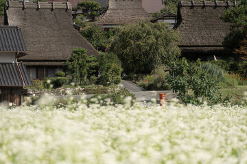京都府 - 【かやぶきの里とそばの花】