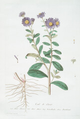 Illustrations de plantes et fleurs anciennes