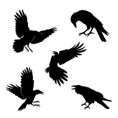 set of crow