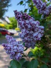 Lilacs in the garden