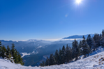 Fototapeta na wymiar Incredible winter landscape with snowcapped spruce trees under bright sunny light in frosty morning, beautiful alpine panoramic view snow capped mountains in background. Prahova valley, Brasov Romania