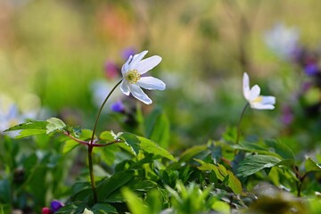 Beautiful spring background. Nature with flowers in the grass. Morning dew with sunshine in the forest. Concept for ecology and environment.