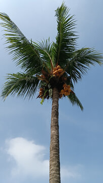 An artistic and beautiful coconut tree in the daylight against the blue sky