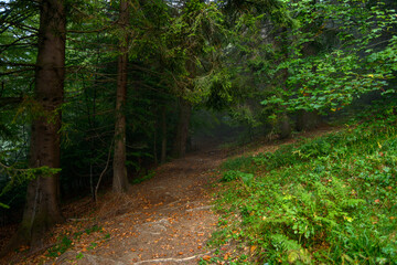 Fototapeta premium Fabulous and mysterious path in the decidous beech foggy forest. Location place of Carpathians mountain, Romania, Europe. Image of exotic scene. Vibrant photo wallpapers. Discover the beauty of earth