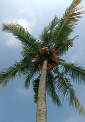 Fototapeta na wymiar An artistic and beautiful coconut tree in the daylight against the blue sky