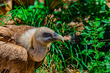 close up of a vulture