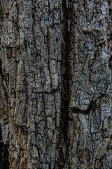 bark of a tree