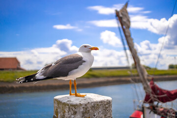 seagull at the harbor