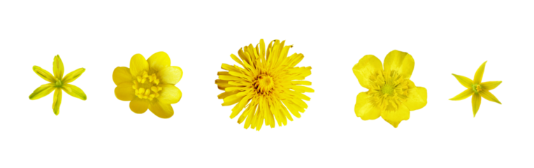 Set of yellow wild flowers isolated on white or transparent background