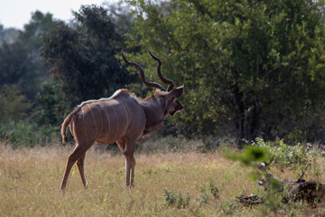Greater kudu bull with large horns wanders in the African wilderness