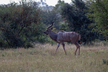 Greater kudu bull with large horns wanders in the African wilderness