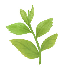 Matcha Green tea leaf Watercolor