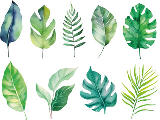 Tropical leaf set. Vector illustration watercolor collection