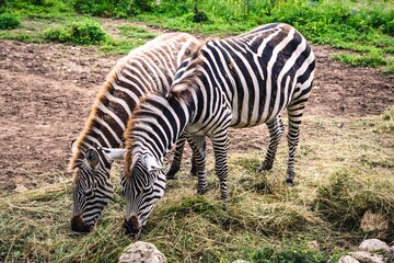 Fototapeta na wymiar Cute zebras in nature. Black and white striped animals on green grass.