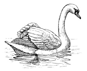 Wild swan animal 