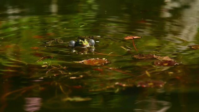 Frog crying in water. European common frog. Pelophylax lessonae calling with inflated vocal sac. Breeding male pool frog. Marsh Frog. Real time.