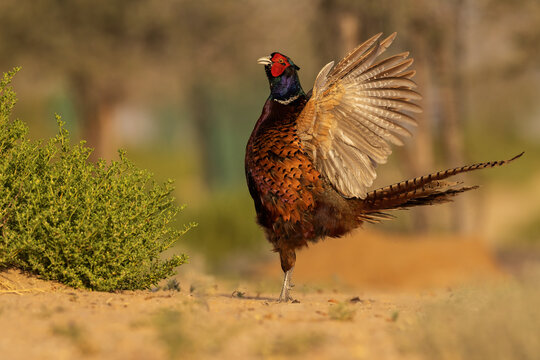 Ring-necked pheasant flapping !