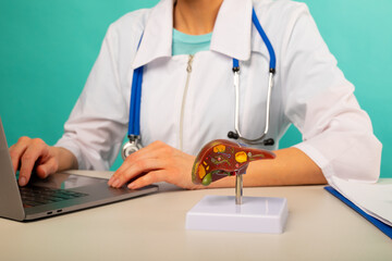 anatomical model human liver on work desk of doctor