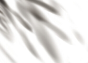Fototapeta premium Leaves shadow overlay, isolated Branches leaves