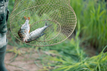 Two fish in metal fishing basket in outdoors