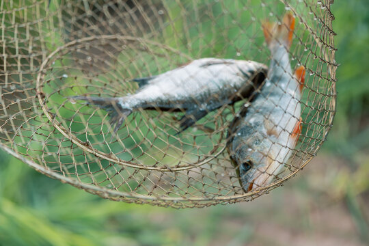 Two freshwater fish in metal fish cage in outdoors