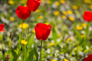 Red blooming tulips on a green meadow in the sunlight. Spring.