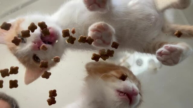 kittens