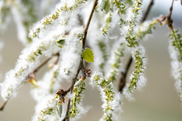 Panorami delle Langhe (Piemonte)