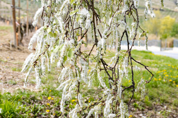 Panorami delle Langhe (Piemonte)