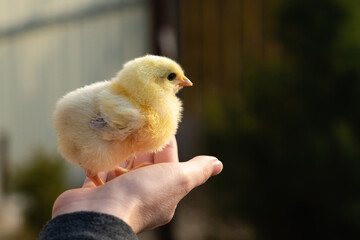 Yellow chicken in farmer's hand. Poultry farm.	