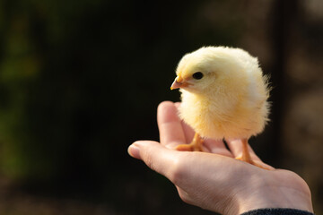 Yellow chicken in farmer's hand. Poultry farm.	
