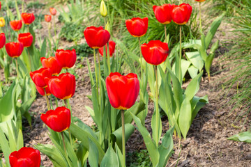 Red blooming tulips on a green meadow in the sunlight. Spring. - 599809380