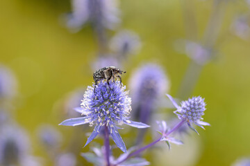 White spotted rose beetle - Oxythyrea Funesta - with blue eryngo - Eryngium palmatum