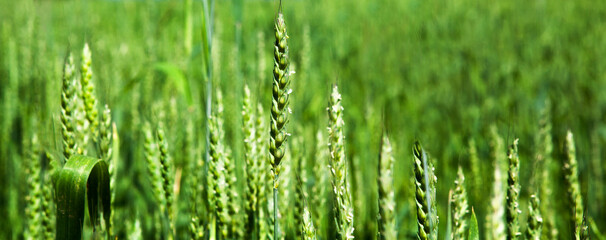 Ears of green wheat, close-up. Rich harvest idea, harvest time concept.