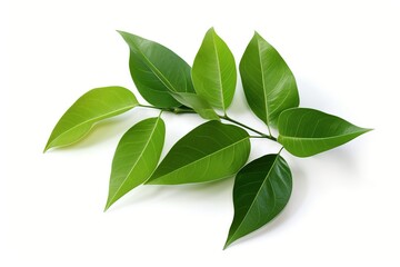 Leaves with a white background