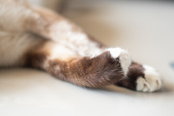 cat's paws lying on the ground