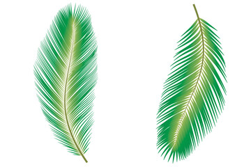 Set of 2 green coconut or palm leaves and 2 designs. White background with copy space.