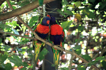 colorful macaw in national park
