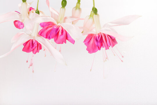 Delicate romantic fuchsia flowers, sprig on a white background with water drops