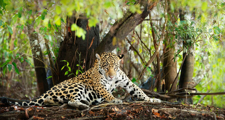 Close up of a Jaguar lying on a river bank