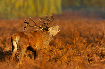 Red deer stag calling during the rut in autumn