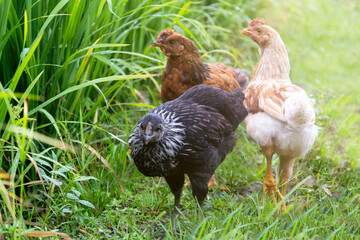 Chicken in nature paddy field. Free range cock and hens.