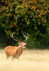 Naklejka na ściany i meble Red deer stag calling during the rut in autumn
