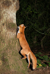 Curious red fox leaning against a tree in the forest