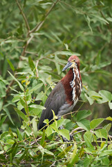 Tiger heron perched in a tree
