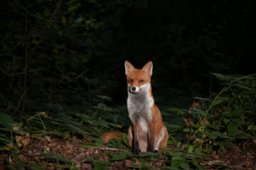 Red fox in a forest at night