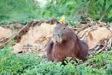 Capybara with a bird Cattle tyrant sitting on a head