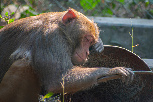 monkey sleepping on the ground